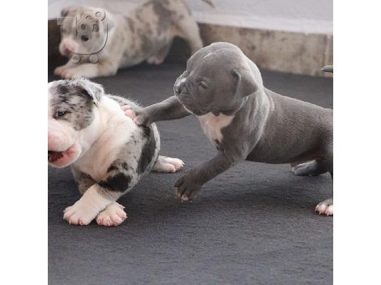 Σκύλος Pitbull